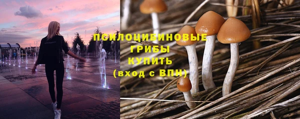 шишки Арсеньев