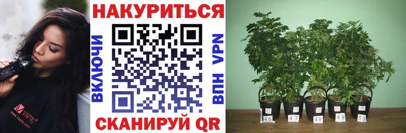 ссылка на мегу зеркало  Сафоново  Шишки марихуана план  купить наркоту 